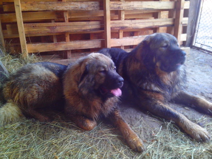 caucazieni Dixi si Sara