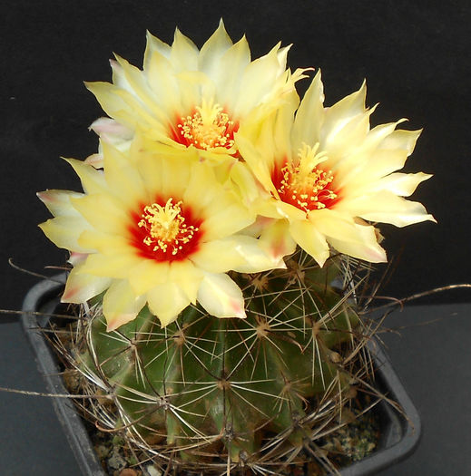 hamatocactus setispinus