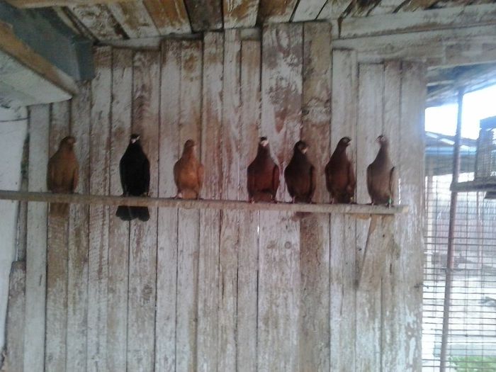 Picture2014 - simplii