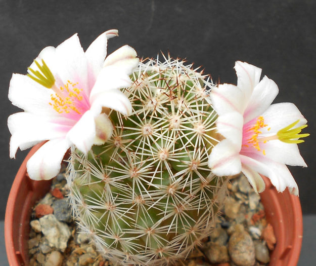 mammillaria alamensis