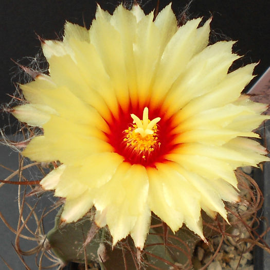 astrophytum capricorne