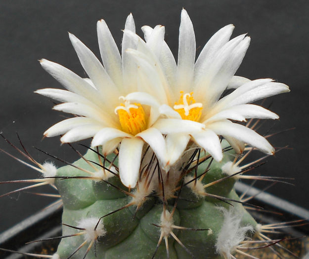 gymnocactus gielsdorfianus