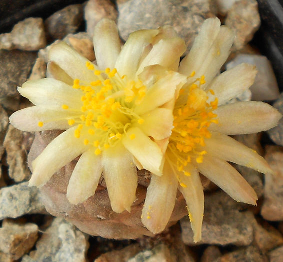 copiapoa hypogea