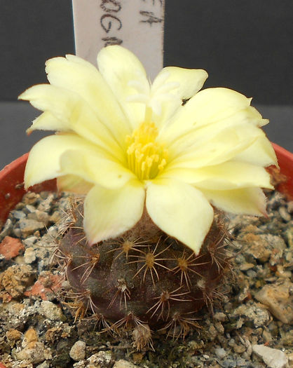 frailea pseudograhliana