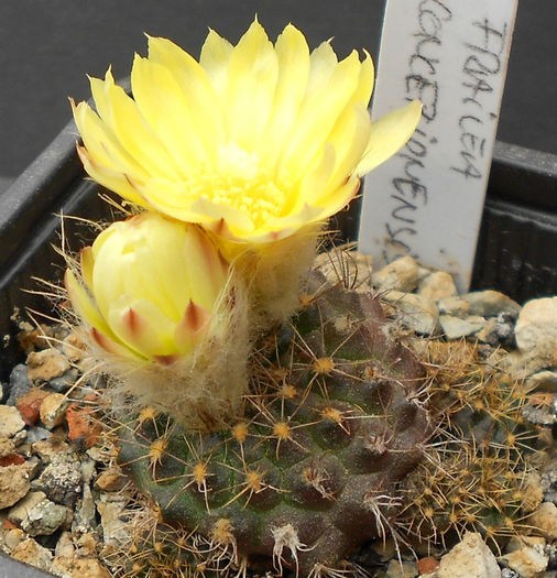 frailea concepcionensis