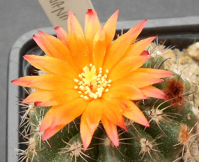 parodia mairanana