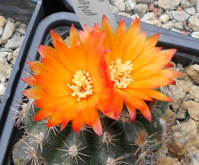 parodia mairanana