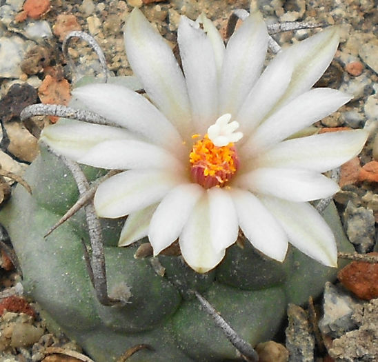 turbinicarpus schwarzii