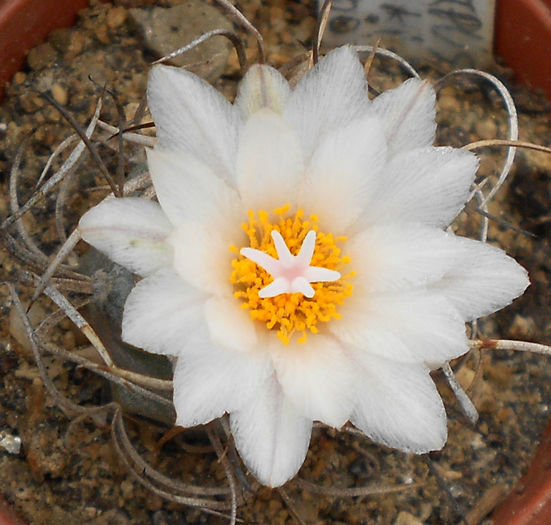 turbinicarpus pseudomacrochele v kupcakii