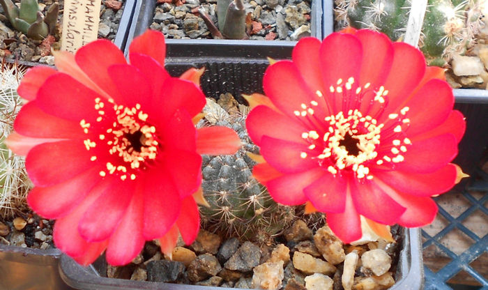 lobivia - b-cactusi infloriti