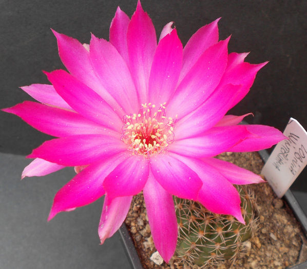 lobivia winteriana - b-cactusi infloriti