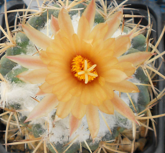 coryphantha - b-cactusi infloriti