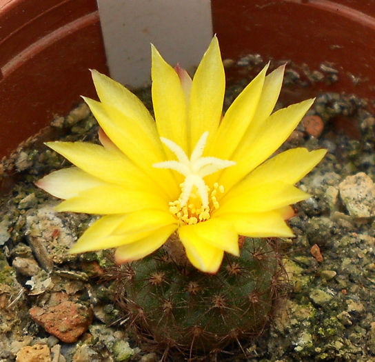 frailea matoana - b-cactusi infloriti
