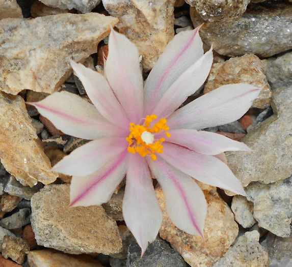 ariocarpus kotschoudeyanus v albiflorus - b-cactusi infloriti