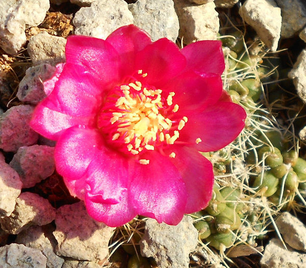 puna subterraneus v incahuasi - b-cactusi infloriti