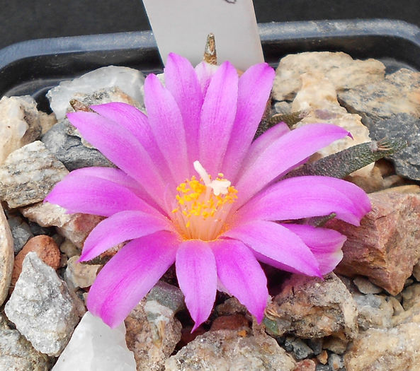 ariocarpus agavoides - b-cactusi infloriti