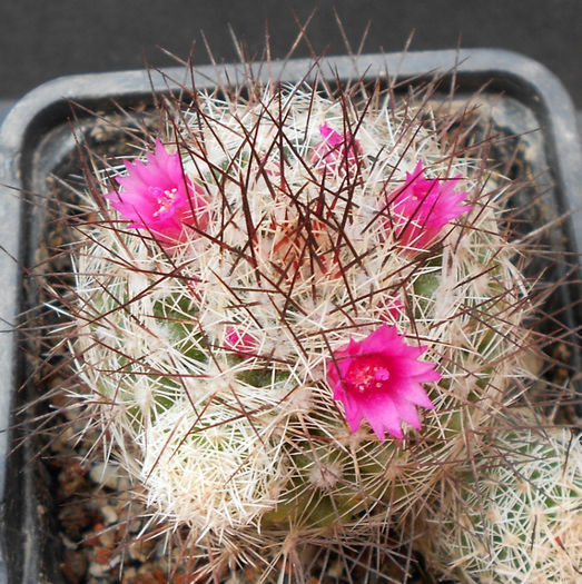 mamm. gracilis roseiflorus