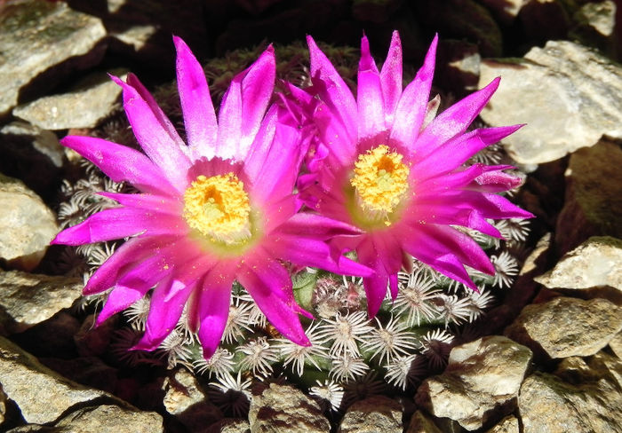 Mammillaria hernandezii - cactusi 2013