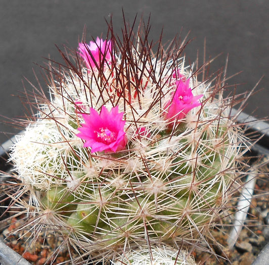 mamm. gracilis roseiflorus - b-cactusi infloriti
