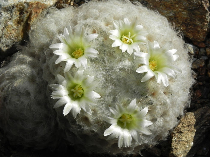 Mammillaria plumosa - cactusi 2013