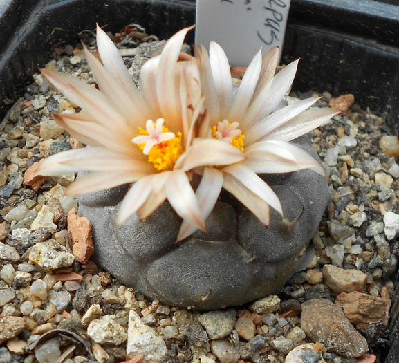 turbinicarpus jauernigii