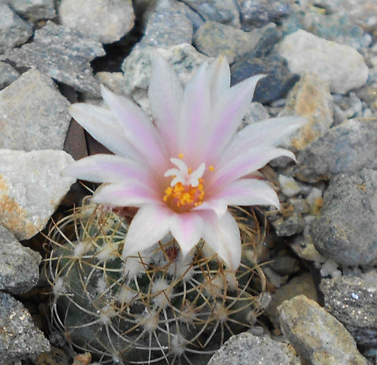 turbinicarpus lauii