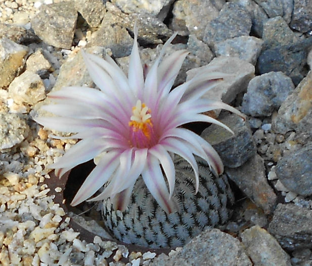 turbinicarpus pseudopectinatus