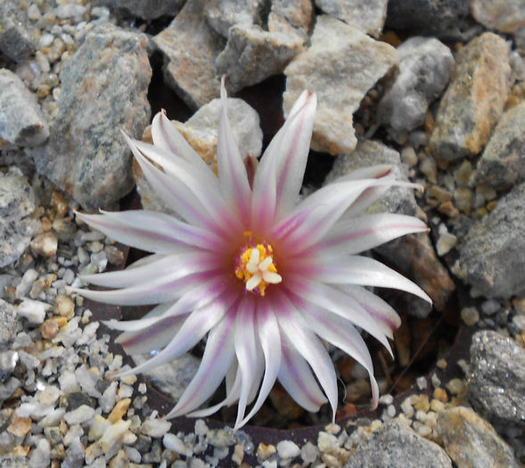 turbinicarpus pseudopectinatus(apical) - b-cactusi infloriti