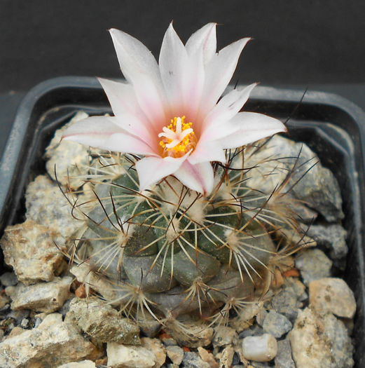 turbinicarpus lauii - b-cactusi infloriti