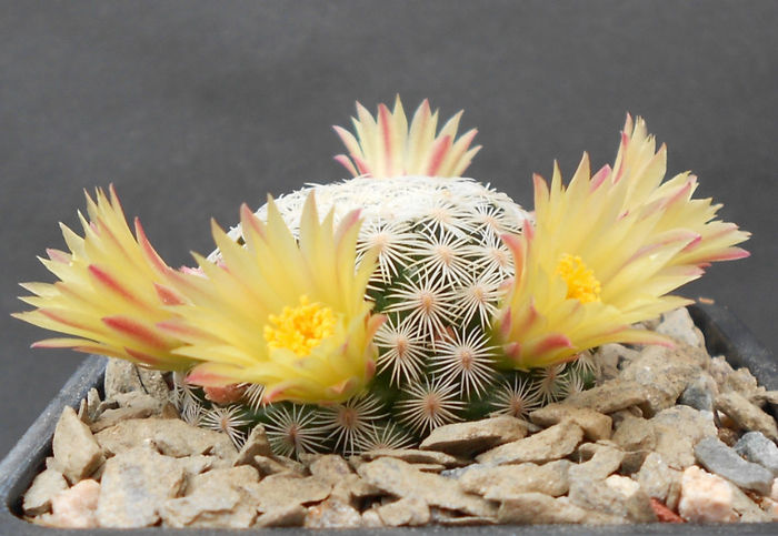 mamm. solisioides - b-cactusi infloriti