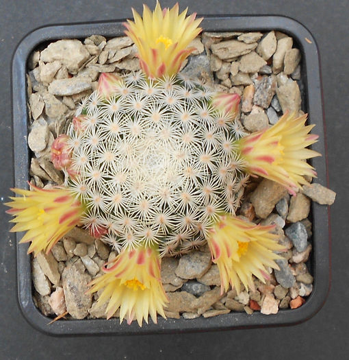 mamm. solisioides - b-cactusi infloriti
