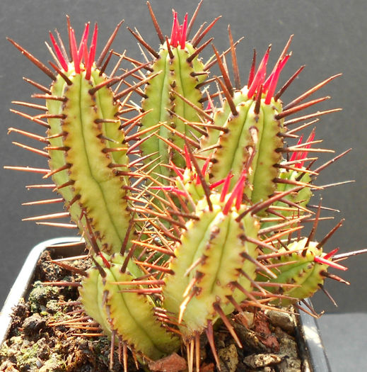 euphorbia ferox