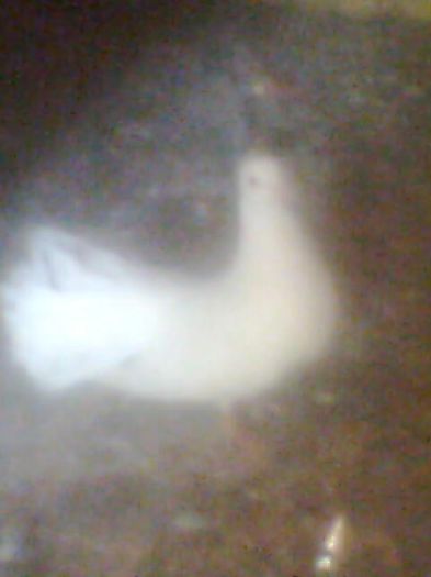 Imag0036