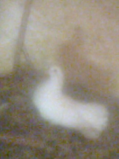 Imag0042