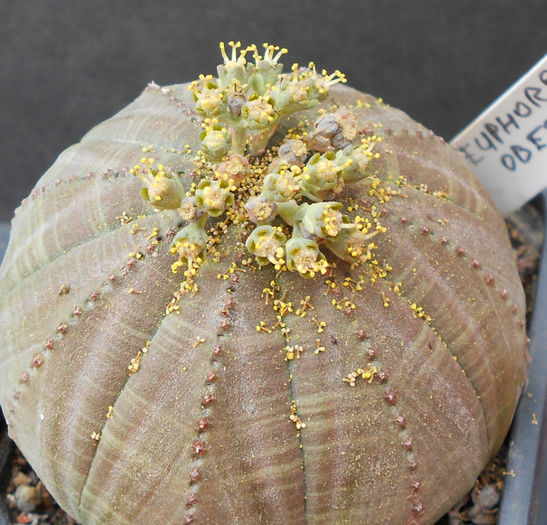 euphorbia obessa - c-suculente