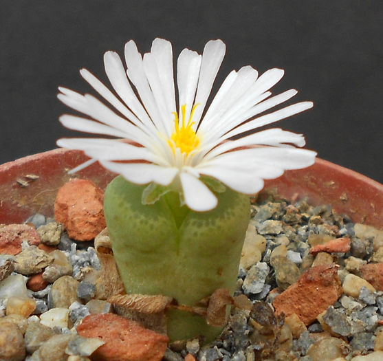 conophytum limpidum - c-suculente