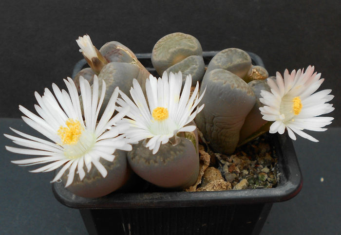 lithops - c-suculente