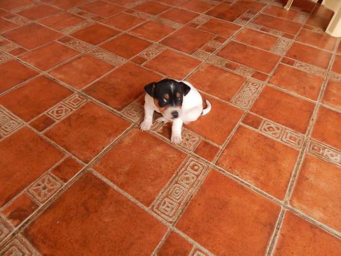 acasa 460 - catei jack russel