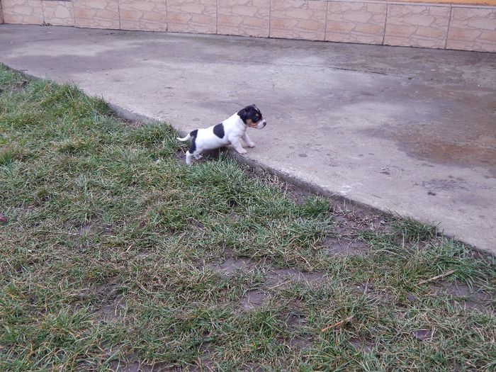 acasa 493 - catei jack russel