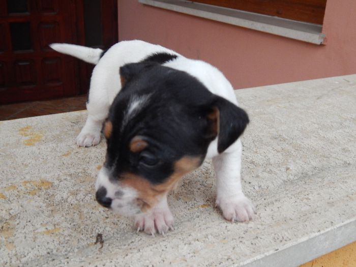 acasa 495 - catei jack russel
