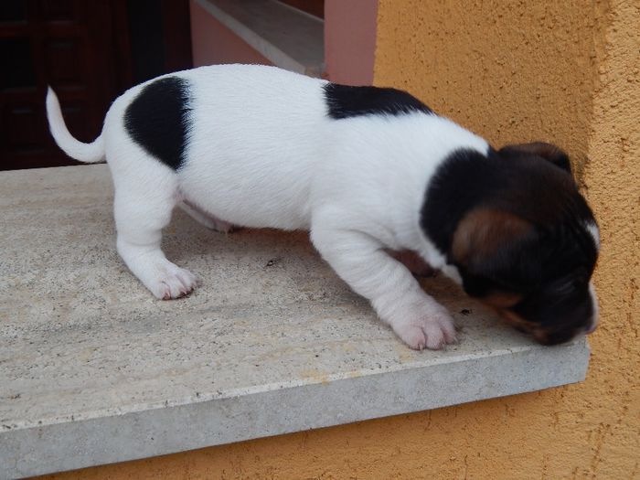 acasa 498 - catei jack russel