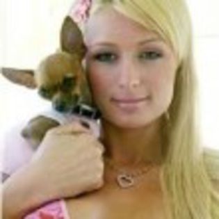 20054169325509_paris - O_o Paris Hilton se lanseaza in moda canina O_o