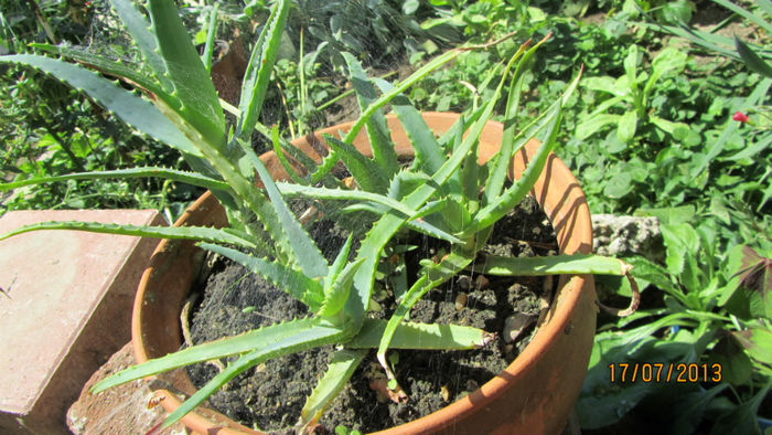 Aloe - 01-Flori din curtea mea 2013