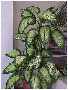 Dieffenbachia - dorinte