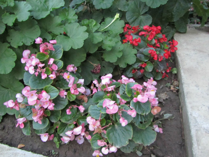 Begonia - 01-Flori din curtea mea 2013