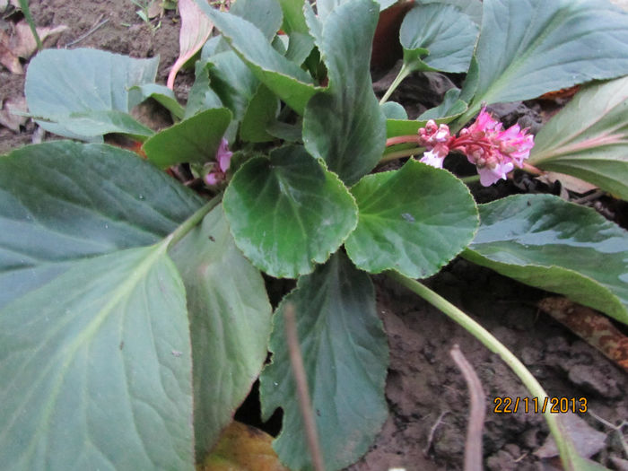 Bergenia - 01-Flori din curtea mea 2013