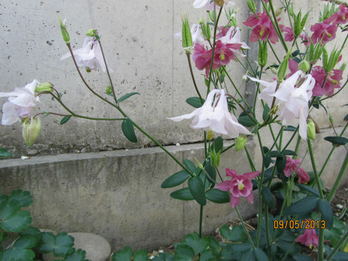 Caldaruse - 01-Flori din curtea mea 2013