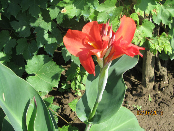 Canna Indica