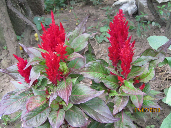 Celosia (1)