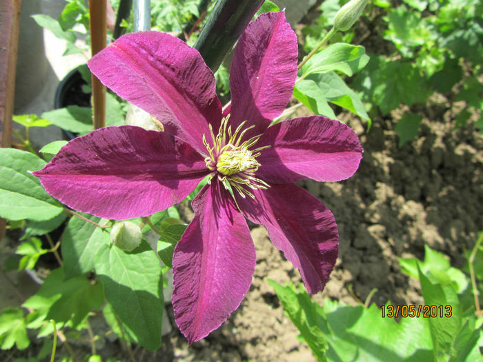 Clematis